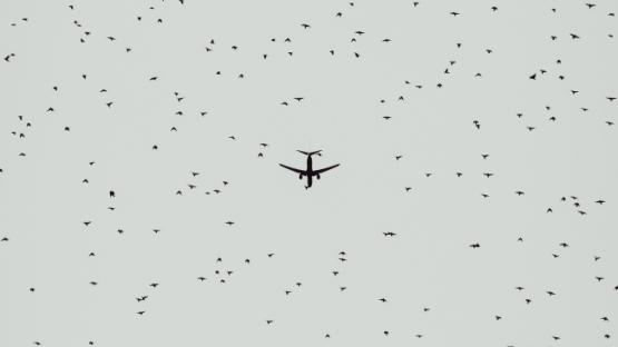 Migration Surveillance Regime